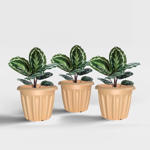 Image of YUCCABE ITALIA SHERA Floot Plastic Flower Pot Round Planter Suitable for Indoor Outdoor Kitchen Garden (Beige, 8 INCH - 3 Pcs)