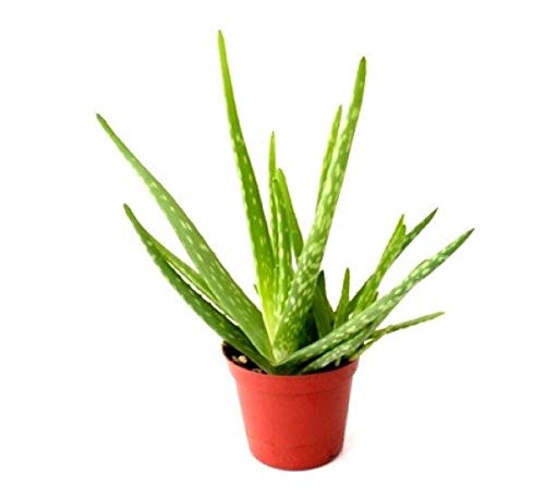 Creative Farmer Aloe Vera Cosmetic Medicinal Live Plant Aloe Gel (B07N3X1SM4) Amazon Price History, Amazon Price Tracker