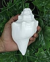 ASHIRWAD Blowing Shankh Vamavarti Dattatreya - Conch Shell - Puja Ritual - Shankhnaad (Shankh-11)