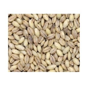 Grains Hulless Barley 1x 25LB