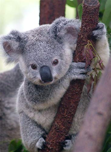 Koala Bear Trees Marsupial Australia Joey Animal Vivid Imagery Laminated Poster Print-20 Inch by 30 Inch Laminated Poster With Bright Colors And Vivid Imagery