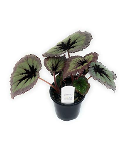 FlowerPotNursery Rex Begonia Harmony's Fire Woman Begonia rex Fire Woman