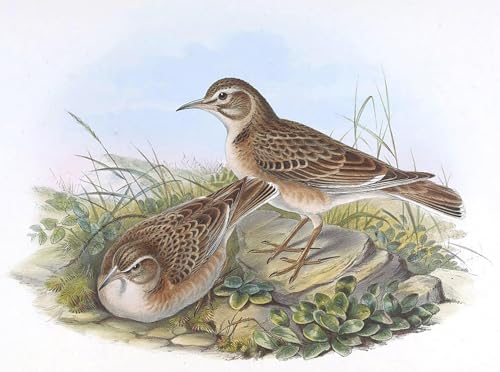 Oiseau Melanocorypha Maxima Toile Gould pour Décoration Murale Salon