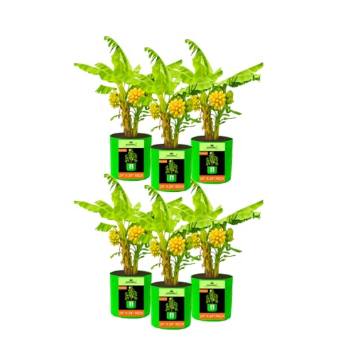Image of Kingwell grow bags 24X24 inch pack of 6 For Terrace Garden Vegetable Plant Grow Bags Fruits Growing Containers For terrece Gardening