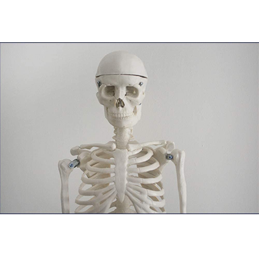 Model anatomiczny ludzki szkielet model - medyczny anatomiczny model kości ludzkiego szkieletu - materiał PCW model kości ludzkiej - do nauki nauczania model medyczny
