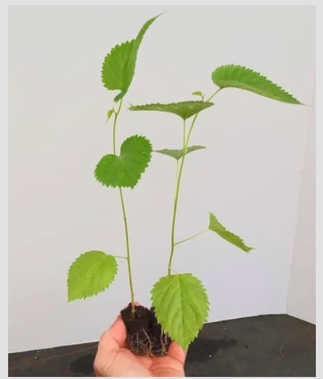 2 Pakistan Mulberry Fruit Trees - 6-8" Sweet Live Starter Plants Set