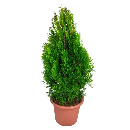 Tuya Natural Planta Arbustiva de Exterior y Resistente - DECOALIVE