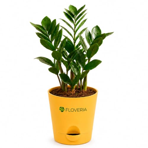 Image of Zamia ZZ Plant Indoor Live Plant with Pot | Low Maintenance Air Purifying House Plant | Indoor Plants for Home & Office | Lucky Green Plant | Decorative Live Plant
