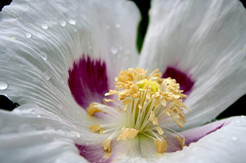 Earthcare Seeds Giant Poppy 500 Seeds (Papaver Somniferum Giganteum) Heirloom - Open Pollinated #TOP1