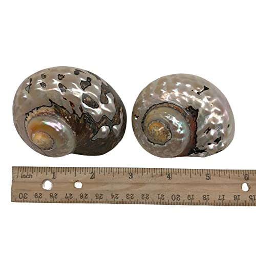 Image of PEPPERLONELY 2 PC Hermit Crab Shells, Turbo Shells, African Sarmaticus Turbo Shell, 2-1 /2 Inch ~ 3 Inch