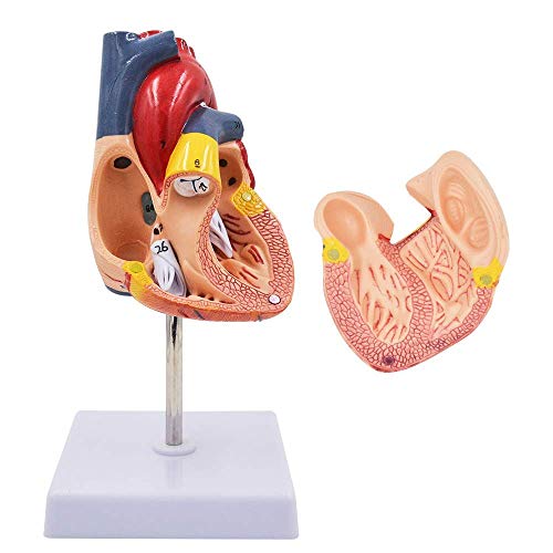 Human Heart Model - Genuine 1: 1 Life Size Cardiac Anatomical Model, 34 Numbered 2 Parts Anatomy Teaching Models for Science Classroom and Cardiology Study