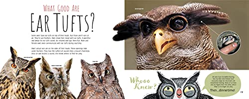 Whooo Knew? The Truth About Owls - Thumbnail 4