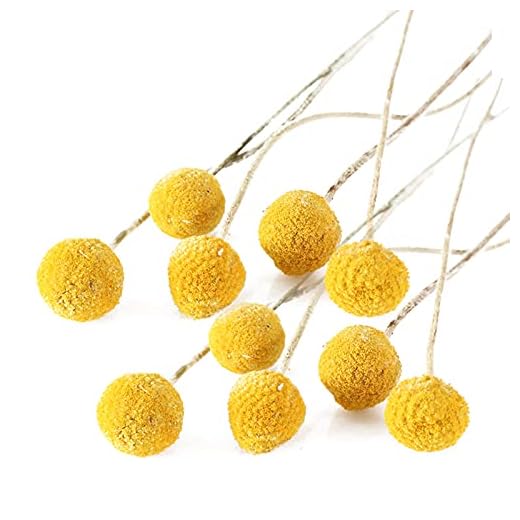 Torkade blommor, Craspedia Globosa, torkade blommor gul dekoration, bollar bukettbunt, äkta torkade naturliga blommor. Odödlig blomdekoration för heminredning, bröllop, fest, fotografering. (10 stycken)