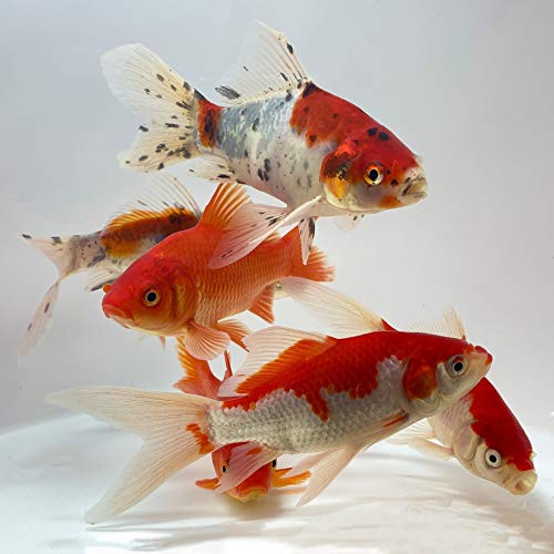 Toledo Goldfish Live Shubunkin, Sarasa, and Comet Goldfish Combo for Ponds or Aquariums â€“ USA Born and Raised â€“ Live Arrival Guarantee (3 to 4 inches, 12 Fish, 4 of Each)