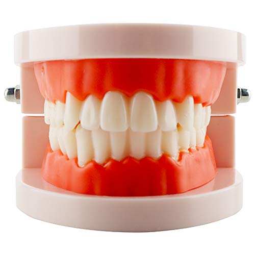 Dental Standard Teach Study Practice Teeth Model Denture Models Orthodontic Demonstration Tooth Model Teaching Study Explain for Student Kids Adults Patient Dentist