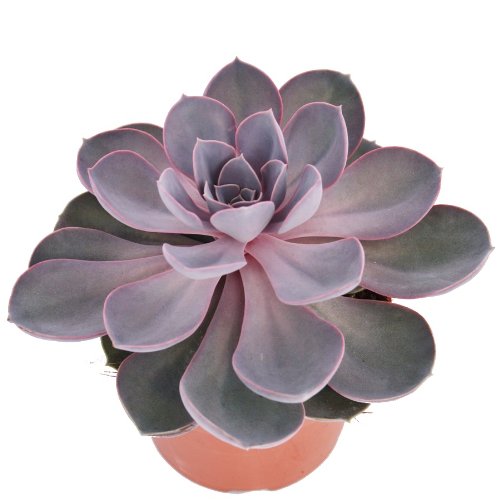 exotenherz - Echeveria Perle von Nürnberg - grande plante en pot de 12 cm