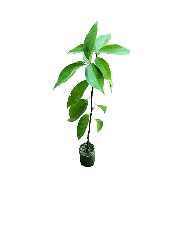 See full amazon price history chart for Cloud Farm Live Tej Patta, Tamalpatra, Indian Bay Leaf Plant/size 18 to 24 Inches / 1 Healthy Spice Plant CF_06 Cloud Farm Live Tej Patta, Tamalpatra, Indian Bay Leaf Plant/size 18 to 24 Inches / 1 Healthy Spice Plant CF_06 (B0BSJ48Y6D) Amazon Price History, Amazon Price Tracker