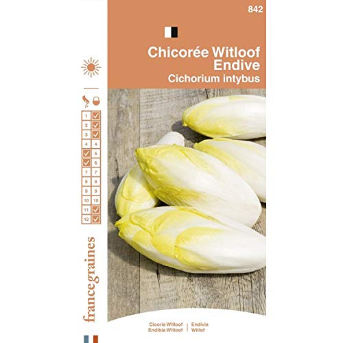 France Graines - Chicorée Witloof Platine