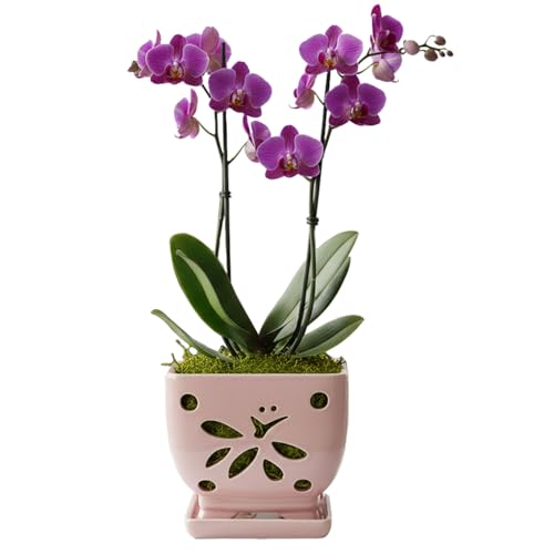 Grdthzey Orchid Pots with Holes Square Ceramic Orchid...