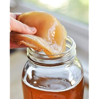 Organic Kombucha Scoby - Live Culture by Kombuchaorganic