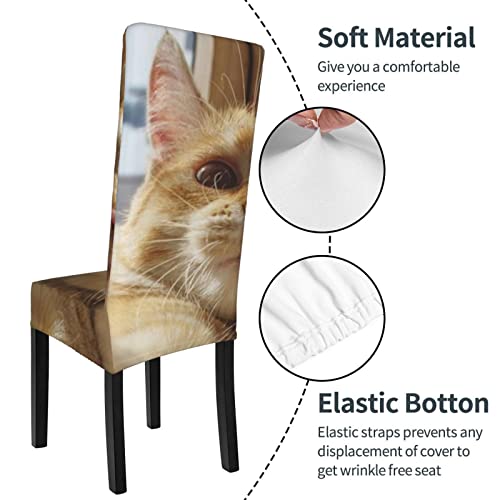 Chair Covers For Dining Room Funny-Dragon-Orange-Cat-Selfie Dining Chair Slipcover For Kitchen,Hotel,Restaurant #TOP3