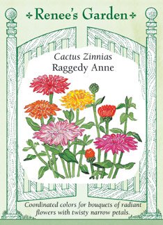 Zinnia Raggedy Anne Zinnia Raggedy Anne