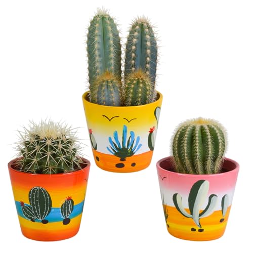 Kakteen | Kakteen Mix in mexikanischem Topf | 3 Stück | diverse Sorten | Ø 9,5 cm | ↕ 13-18 cm | in farblich abgestimmtem Übertopf | Pflegeleichte Zimmerpflanzen Kakteen | Kakteen Mix in mexikanischem Topf | 3 Stück | diverse Sorten | Ø 9,5 cm | ↕ 13-18 cm | in farblich abgestimmtem Übertopf | Pflegeleichte Zimmerpflanzen
