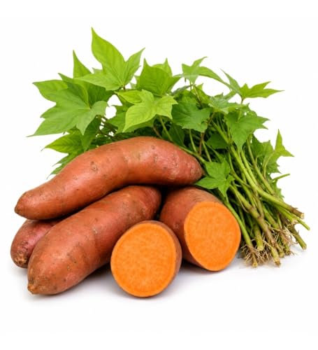 Votaniki Beauregard Sweet Potato Slips for Planting High Yield Orange Flesh Variety Early Maturing Easy to Grow Sweet Potato Plants for Gardens Raised Beds (10 Pack)