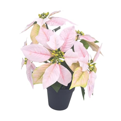 Fenteer NX}X A |CZ`A Mtg   I[ig z[e[u Z^[s[X I  fXNp