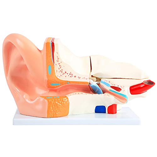 Modèle d'oreille humaine 3 fois pour cours d'anatomie et e-learning