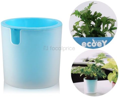Activated Carbon Hydrocotyle Vulgaris Potted Plant