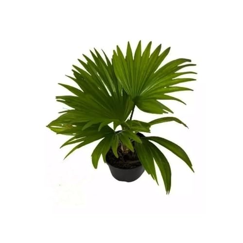 Genérico, Muda de Palmeira Latânia 20 a 40cm AMK - Plantas Online