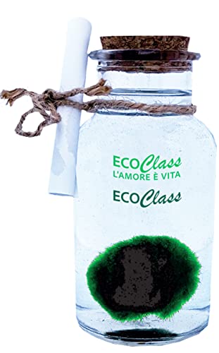 Marimo 2 - 4 cm in Vaso di Vetro da 250 ml - Pianta dell'amore. Alga a...