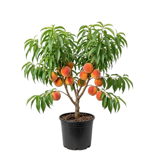 Peach Live Plant Grafted Peach Plant 1 Feet Tall Fruit Tree Well-Rooted for Planting (Golden Yellow)