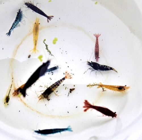 Garnelen Mix Bunte Mischung 10 Stück Shrimpfarm-Frankfurt für 24,99 EUR bei amazon.de Bild: Garnelen Mix Bunte Mischung 10 Stück Shrimpfarm-Frankfurt für 24,99 EUR bei amazon.de