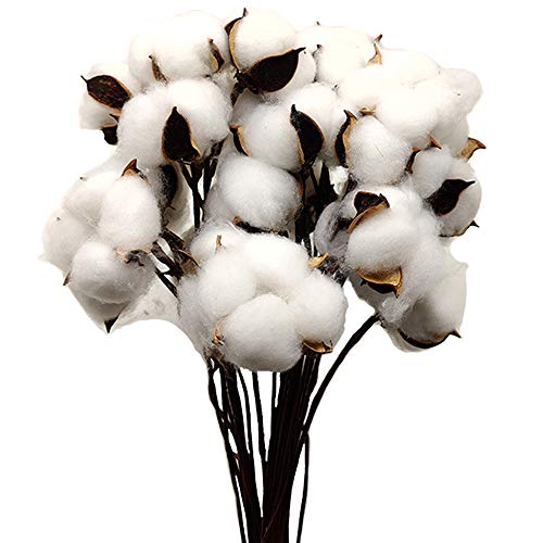 Aisamco 30 Pezzi Batuffoli di Cotone essiccati di Colore Naturale Rami di Cotone Bianco Scelti con Bastoncino Perfetto per ghirlande Regalo Artigianale per la casa Decorazioni in Stile Rustico