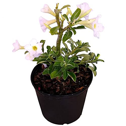 Mphmi Plants Amazingplant Adenium White (Seed Grown) Adenium obesum, Desert Rose Plant