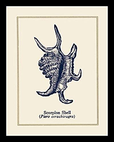 buyartforless Framed Scorpion Shell Antique with Latin by Gregory Gorham 11x14 Coastal Art Print Poster