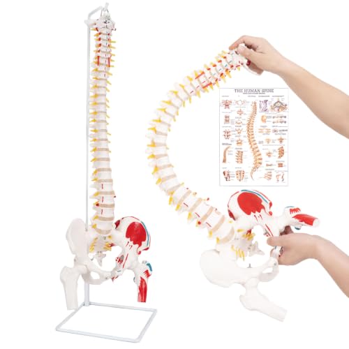 Image of 34.6 inchLife-Size Flexible Human Spine Model with Muscle Origins