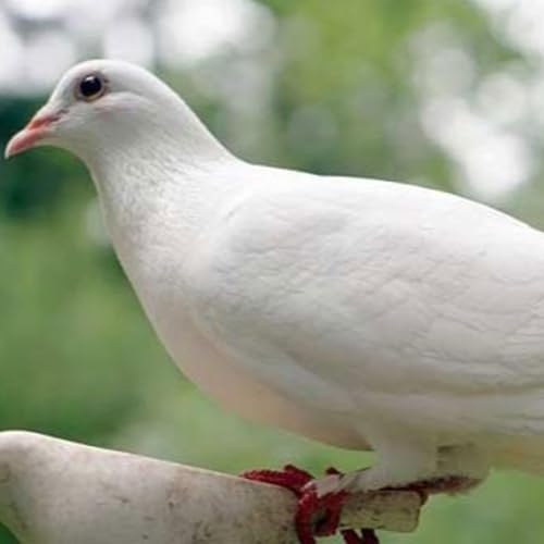 Điều k&igrave; lạ từ truyện cổ t&iacute;ch "Con chim bồ c&acirc;u bạc"