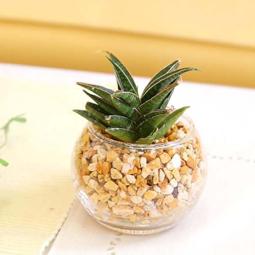 yu[~OXP[vzygȂϗtA ~jϗtA [ICgAEKX ی` P bk͔| nChJ`[ C{[NX^ (TXxA B-3/1)