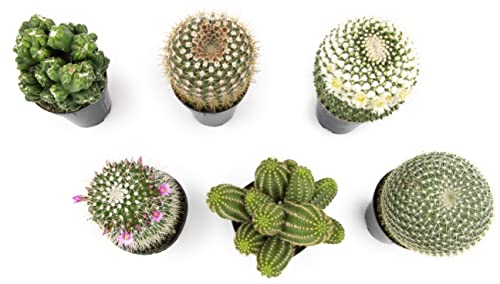 Altman Plants, Assorted Cactus Plants Live Plants (6Pk), Cactus Plant Live Succulents Plants Live Cactus Decor, Indoor Plants Live House Plants In Cactus Soil, Live Cacti Plants Live Succulent Plants #TOP2