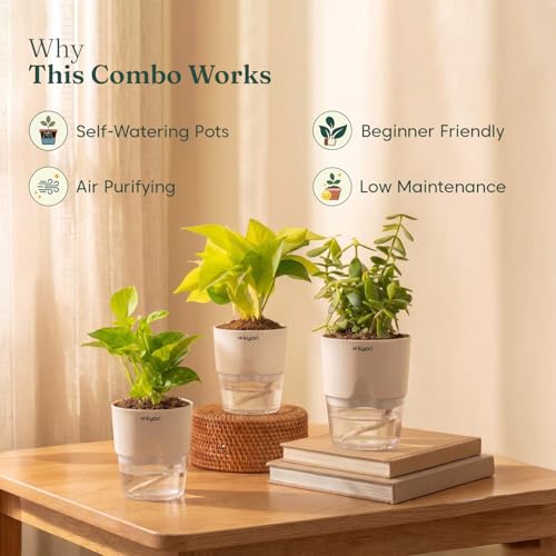 Image of Kyari Lucky Combo of 3 Indoor Plants - Golden Money, Green Money & Jade with Poetic Black Self Watering Pot - Live Plants for Home Decor & Living Room - Vastu Friendly Plant Set