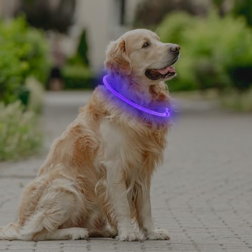 Coolzon LED Leuchthalsband Hundehalsband Aufladbar, Wasserdicht Halsband Hund 3 Modi, Leuchtband Hund Halsband Längenverstellbareres Super Helle Kalsband Katze und Hunde Klein Groß Mittel, Lila