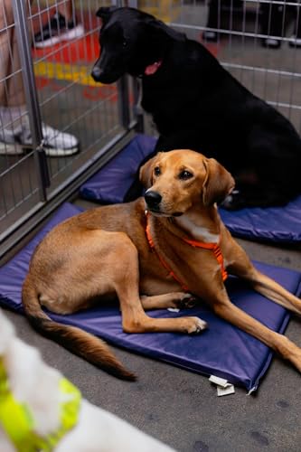 Hundreds of Beagles Rescued from Ridglan Farms in Major Operation