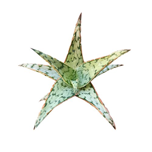 Aloe Pink Blush 4 inch with red edges