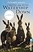 Unten am Fluss - 'Watership Down': Ein ergreifendes Spiegelbild der Gesellschaft und die fesselnde Geschichte eines langen Weges in die Freiheit