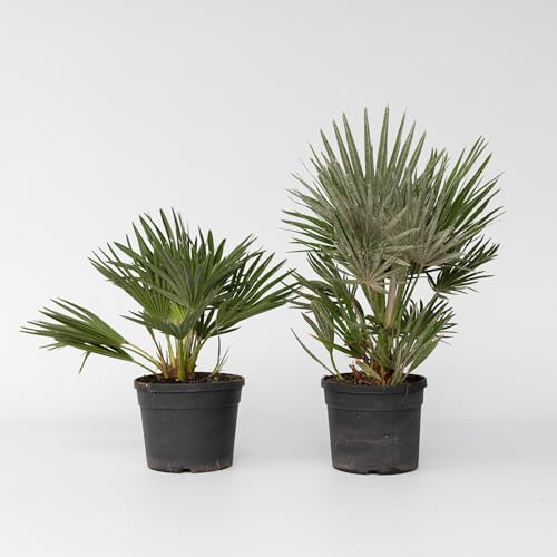 Plant in a Box - Chamaerops 'Vulcano' - 2er Set - Mediterrane Zwergpalme - Winterhart - Topf 19cm - Höhe 35-45cm - Kompakte palme