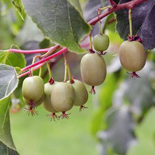 Fruit Seeds For Planting Hardy Kiwi Vine Seeds 20 Pcs Non-Gmo Organic Delicious Actinidia Arguta Seed Easy Grow Nutritious Kiwi Fruits Seeds #TOP3