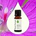 Plant Therapy Egyptian Geranium Essential Oil 100% Pure, Undiluted, Natural Aromatherapy, Therapeutic Grade 10 mL (1/3 oz)